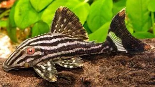 L190 Panaque cf. nigrolineatus