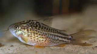 Corydoras napoensis