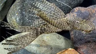 Ancistrus sp. lda 16 long fin