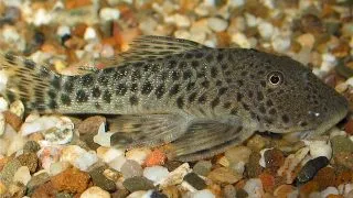 L187 Chaetostoma paersi
