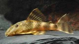 L103 Peckoltia sp.