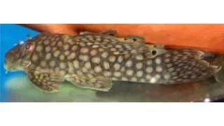 Oligoancistrus sp. L020
