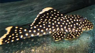 L177 Baryancistrus sp.