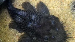 L034 Ancistrus ranunculus