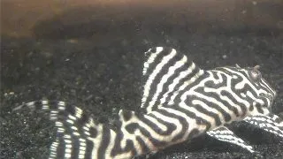 L066 Peckolita sp. king-tiger-pleco