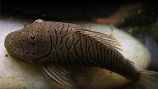 L187 b Chaetostoma cf. thomsoni