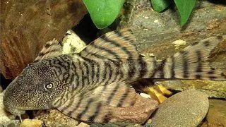 L226 Panagolus changae