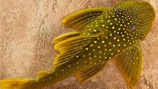 L200 Chaetostomus sp.