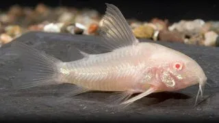 Corydoras paleatus albin long