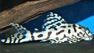 L236 Hypancistrus sp.