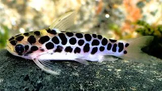 Tatia perugiae