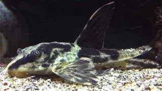 Loricaria sp. Rio Atabapo