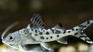 Pimelodus pictus
