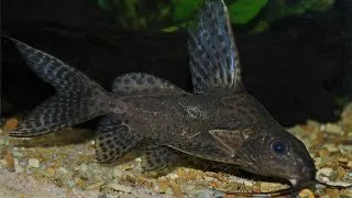 Synodontis multip. sp. black