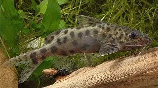 Synodontis njassae