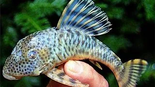 Peckoltia erenaria