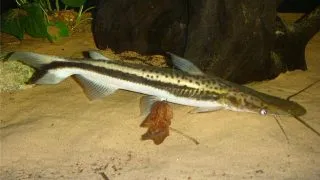Sorubim lima