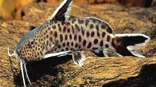 Synodontis petricola sp.