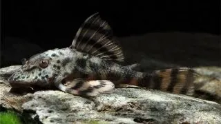 L147 Peckoltia sp.