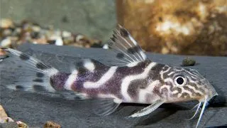 Synodontis ornatipinnis