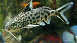 Synodontis multipunctatus sp. silver