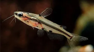 Pelteobagrus ornatus