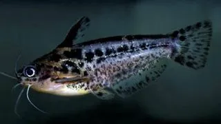 Trachelyichthys exillis