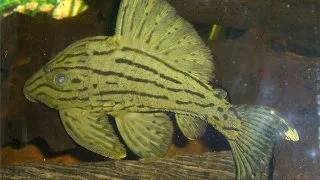 L330 Panaque nigrolineatus