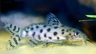 Synodontis ocellifer