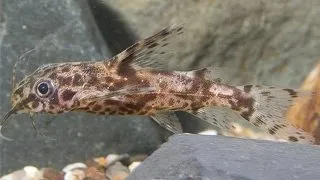 Microsynodontis batesii