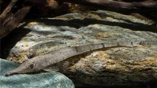Hemiodontichtys acipenserinus
