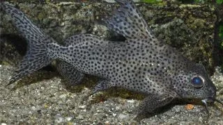 Synodontis velifer