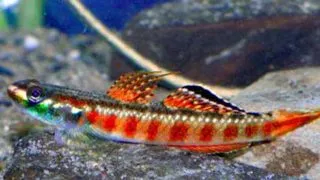 Stiphodon red neon sumatra goby
