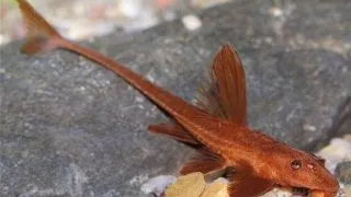 Rineloricaria lanceolata