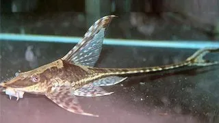 Sturisoma panamense
