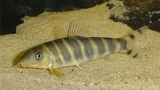 Botia dario