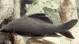 Labeo chrysophekadion