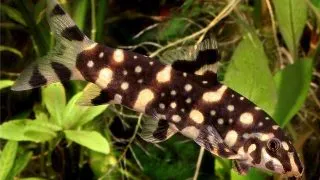 Botia kubotai