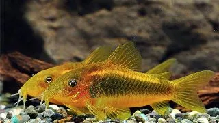 Corydoras aeneus peru gold strip
