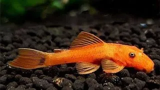 Ancistrus sp. orange