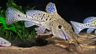 Auchenoglanis occidentalis