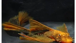 Ancistrus red black long fin
