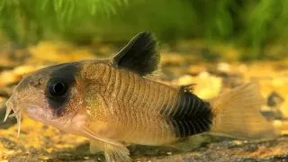 Corydoras panda gold