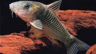 Corydoras melanotaenia
