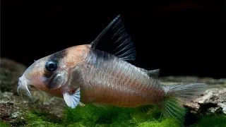 Corydoras burgessi