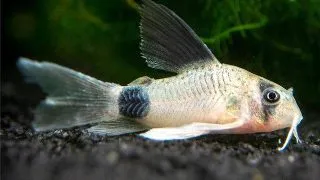 Corydoras panda long fin