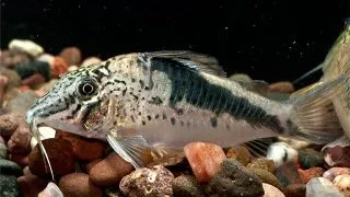 Corydoras fowleri