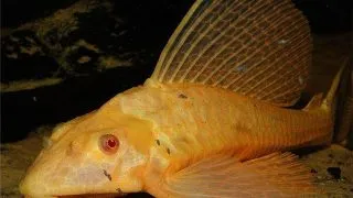 Pterygoplichthys gibbiceps gold