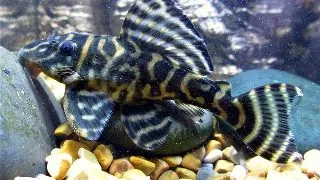 L270 Hypancistrus sp.