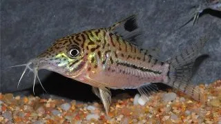 Corydoras leopardus C102